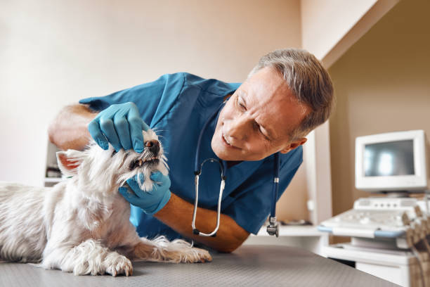 Best Emergency Root Canal Treatment in New Boston, TX